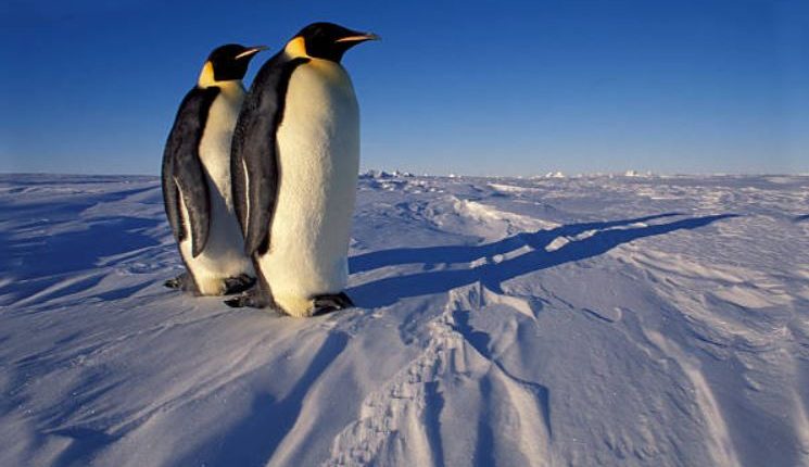 Scientists Identify New Emperor Penguin Colonies In Antarctica Cybersecdn 