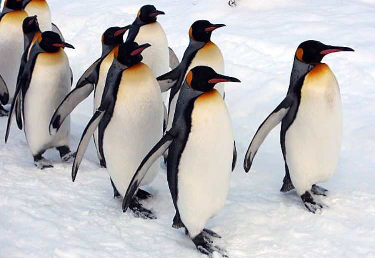 Scientists-identify-new-emperor-penguin-colonies-in-antarctica