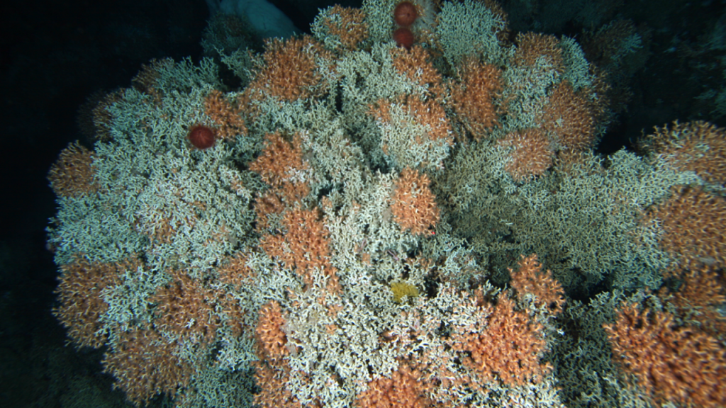 Amazing Oceanic Wonder: A Beautiful Coral Reef Was Found that Runs from ...