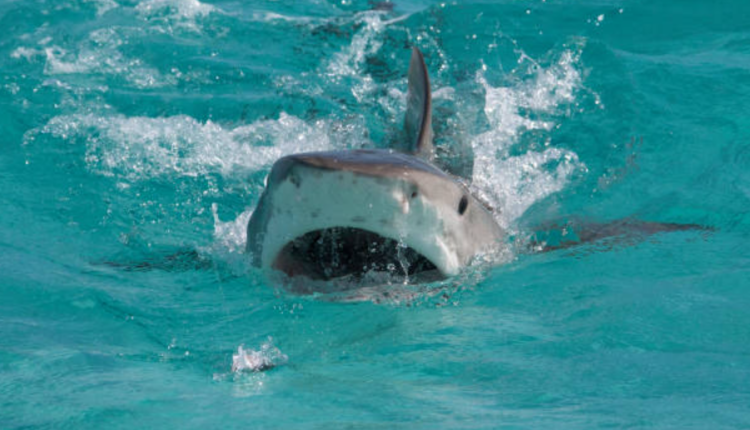 bahamas-horror-terrifying-video-shows-second-maryland-boy-attacked-by-shark-at-resort