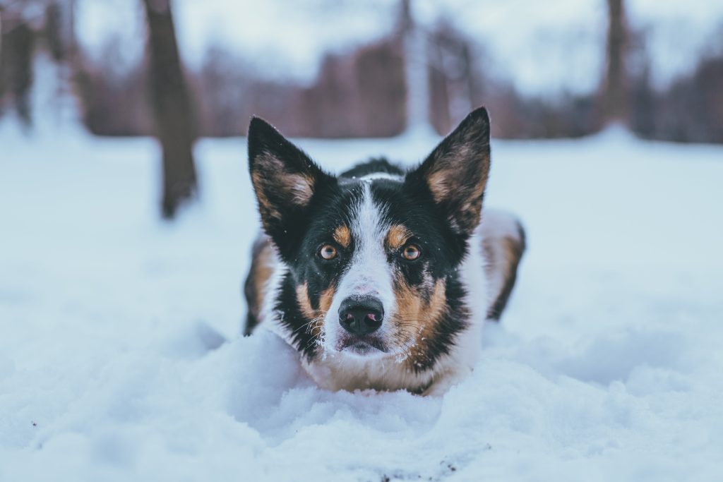 Top 15 Riskiest Dog Breeds Of 2024 A Comprehensive Review Cybersecdn   Image Dogs 1 1024x683 